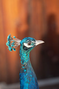 peacock