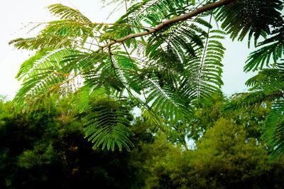 Low angle view of palm tree leaves against sky