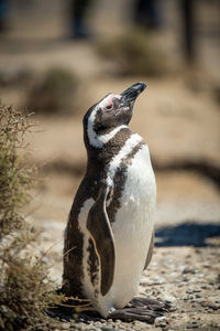 Close-up of penguin on rock