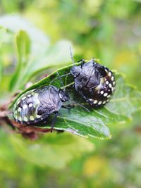 Close-up of insect on leaf