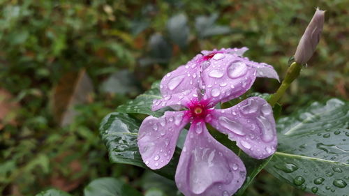 Close-up of wet pink flower