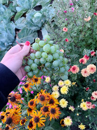 Person holding flowering plant