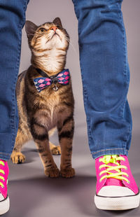 Low section of woman standing with cat on floor