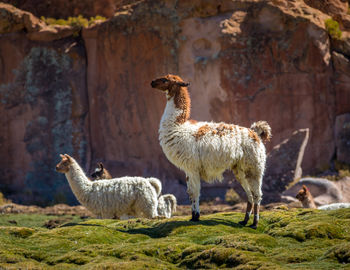 Close-up of sheep on field