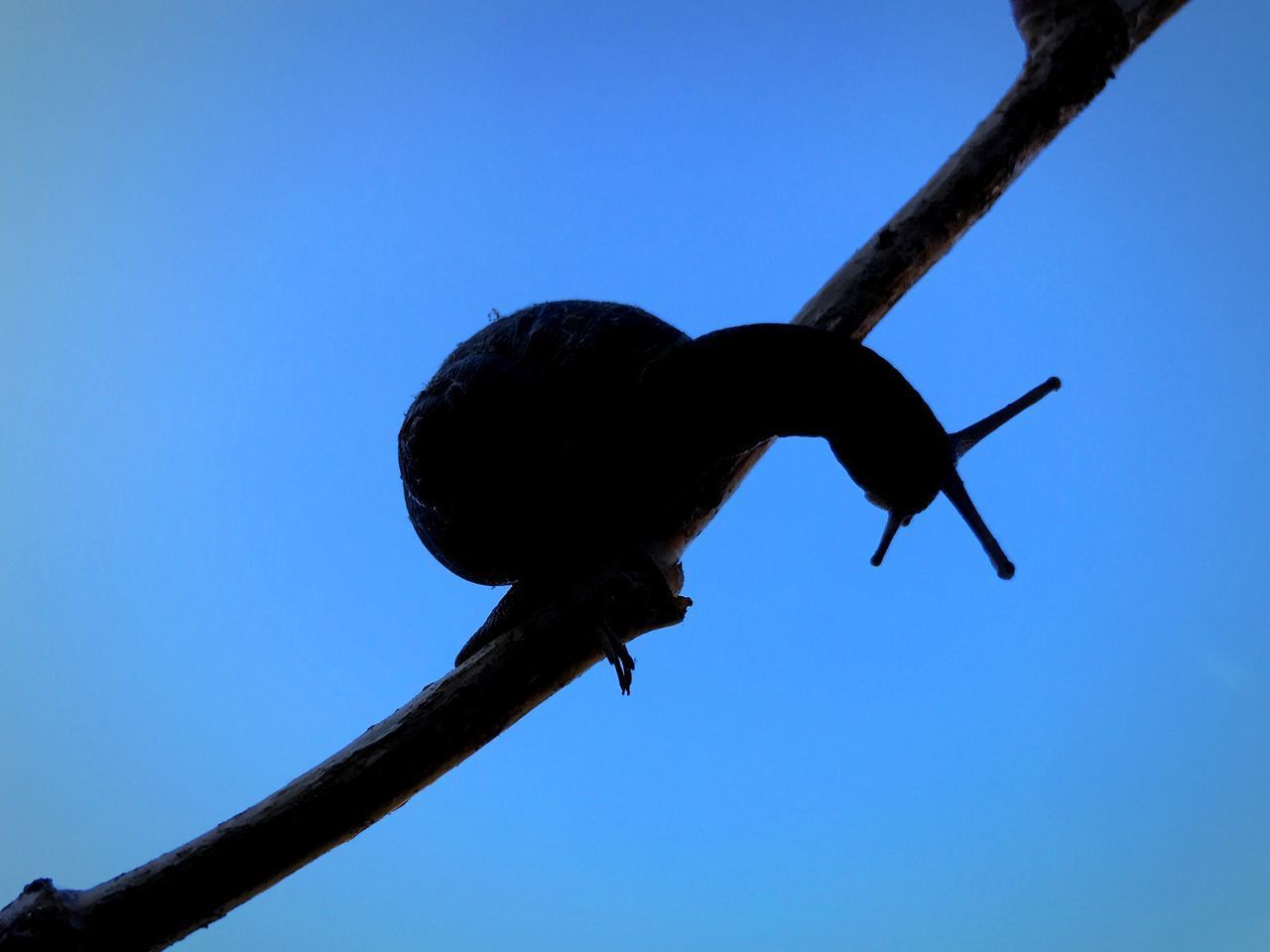 LOW ANGLE VIEW OF BIRD PERCHING ON A TREE