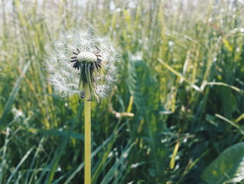 Close-up of thistle blooming on field