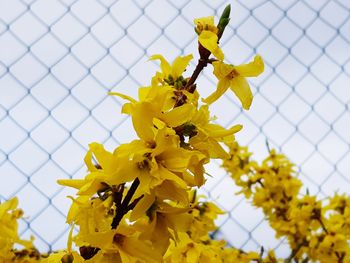 Close-up of yellow flowering plant