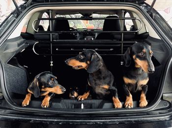 Dogs sitting in car