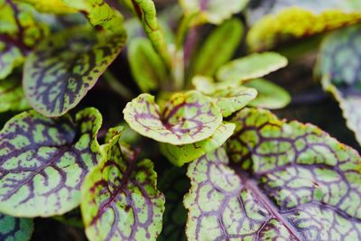 High angle view of flowering plant