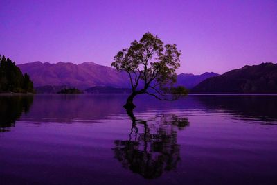 Tree by lake against sky at dusk