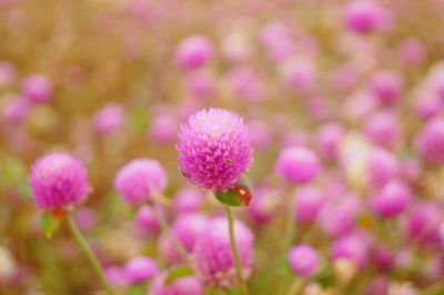 Close-up of pink flowering plant on field