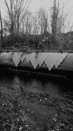 Close-up of wet tree during rainy season