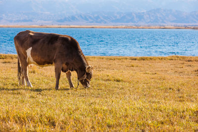 Cow standing on field