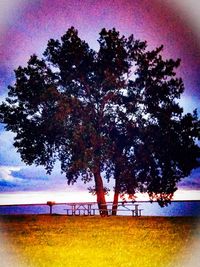 Trees on field against sky