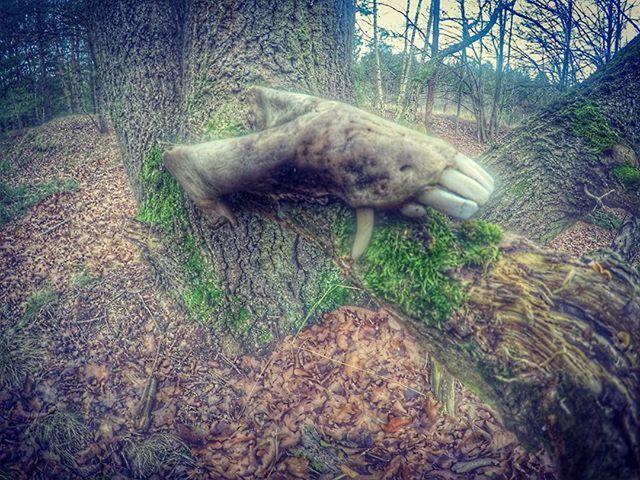 tree, animal themes, field, abandoned, grass, one animal, no people, nature, day, plant, mammal, damaged, outdoors, obsolete, sunlight, growth, rock - object, forest, old, run-down