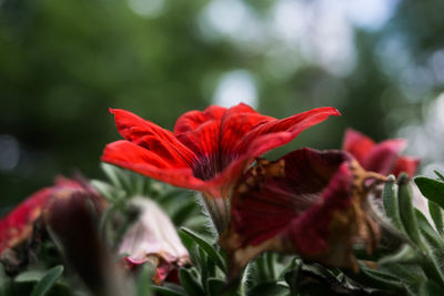 Close-up of red flower blooming outdoors