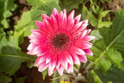 Close-up of pink flower