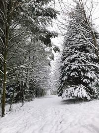 Bare trees on snow covered landscape