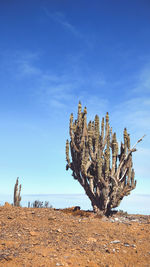 Cactus plant on desert land against blue sky