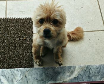 Close-up portrait of dog