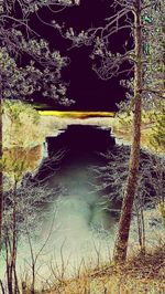 Reflection of trees in water