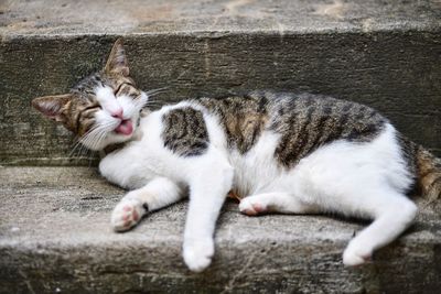 Close-up of cat sticking out tongue