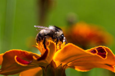 Close-up of bee on yellow flower