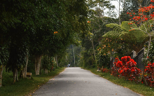 Footpath amidst trees and plants in park