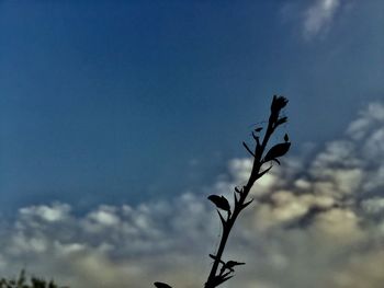 Low angle view of silhouette plant against blue sky