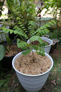 High angle view of potted plant in yard