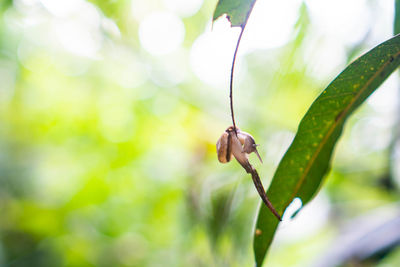 Close-up of insect on plant