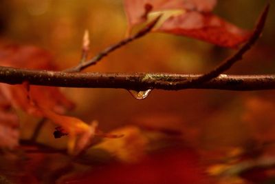 Close-up of water drops on leaf