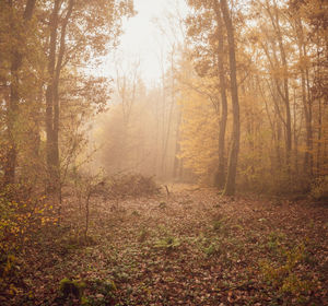 Trees in forest during autumn