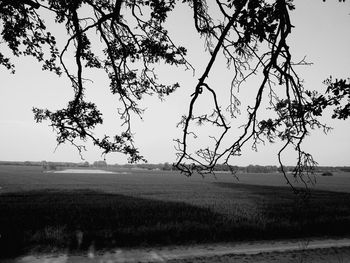 Tree on field against sky