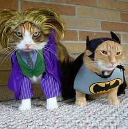 domestic animals