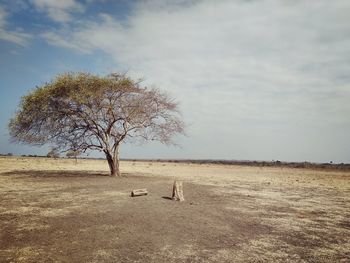 View of tree on field against sky