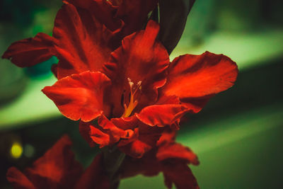 Close-up of red flower blooming outdoors