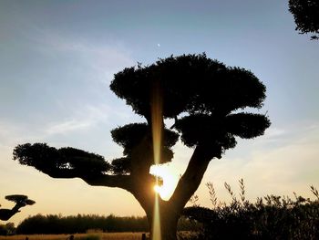 Silhouette tree on field against sky during sunset