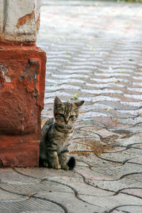 Portrait of cat sitting outdoors