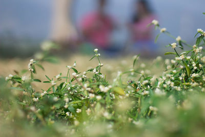 Close-up of flowering plants on field