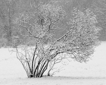 Bare tree on snow covered field