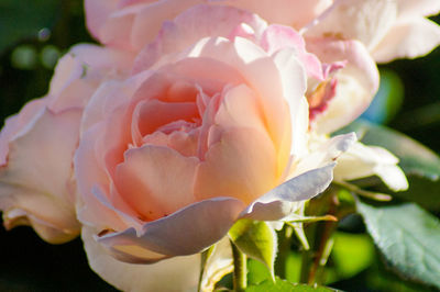 Close-up of pink rose