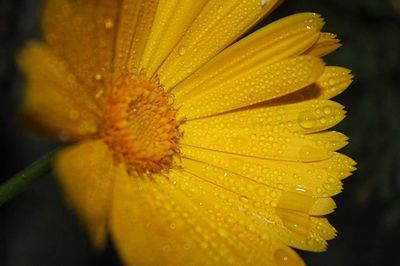 Close-up of wet yellow flower