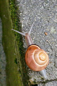 High angle view of snail