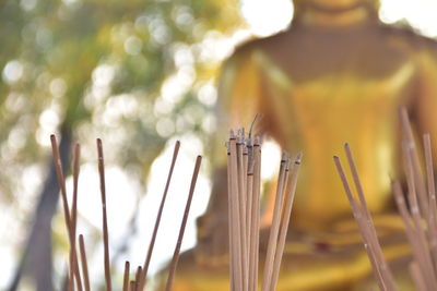 Close-up of incense sticks against buddha statue