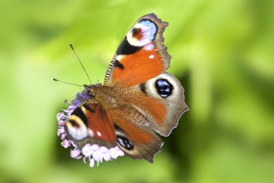 Close-up of butterfly pollinating on flower