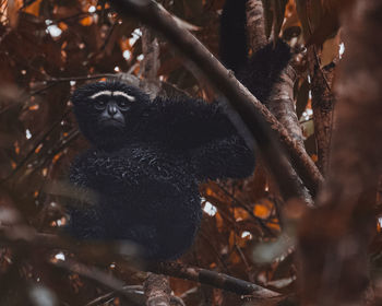 Close-up of monkey on tree