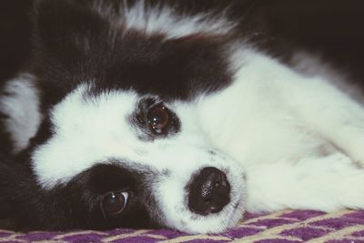 Close-up portrait of dog lying down