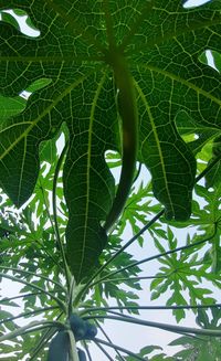 Low angle view of leaves on tree