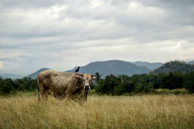 Horse standing on field against sky